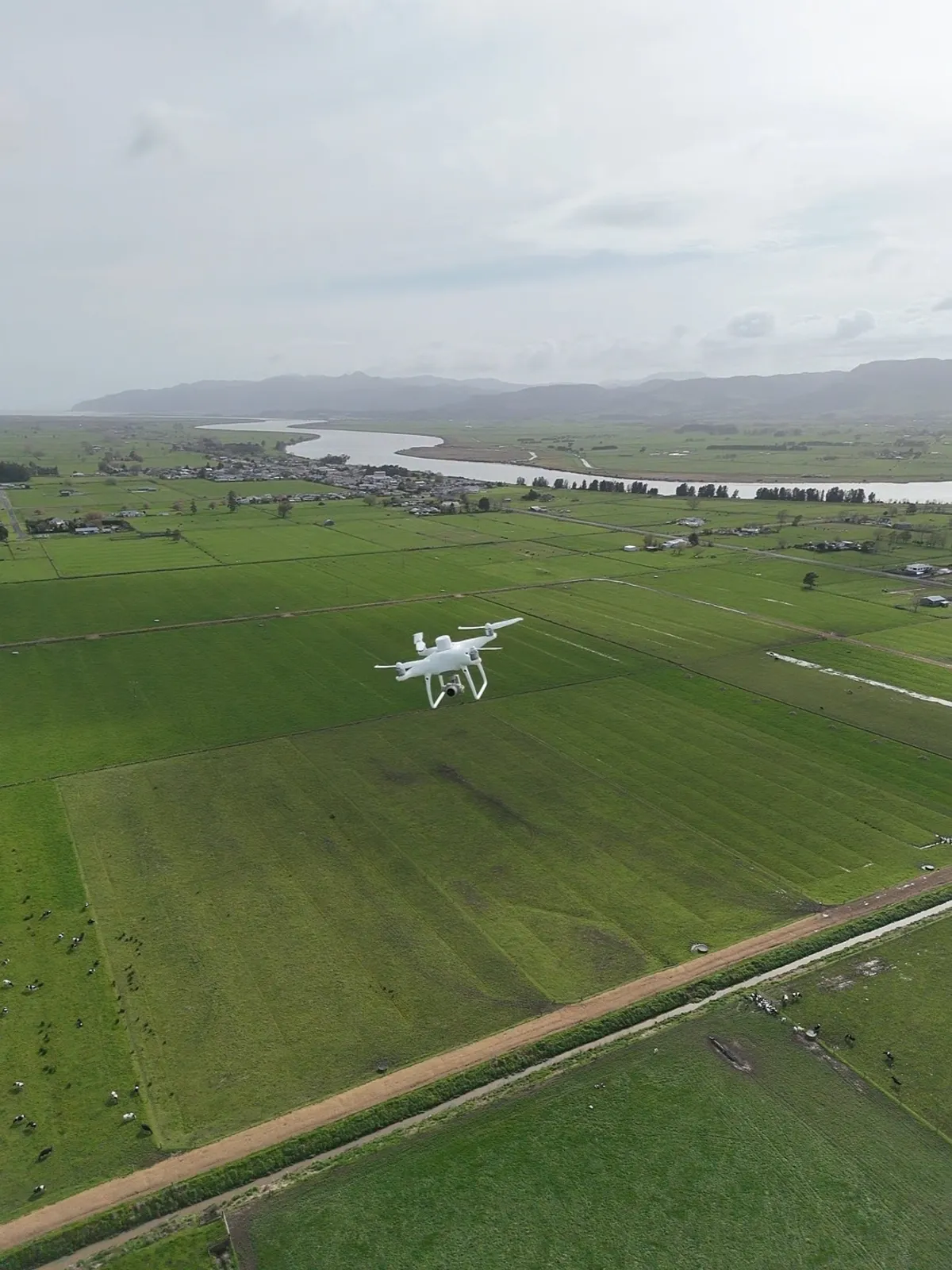 RTK drone flying a grid over Bay of Plenty paddocks