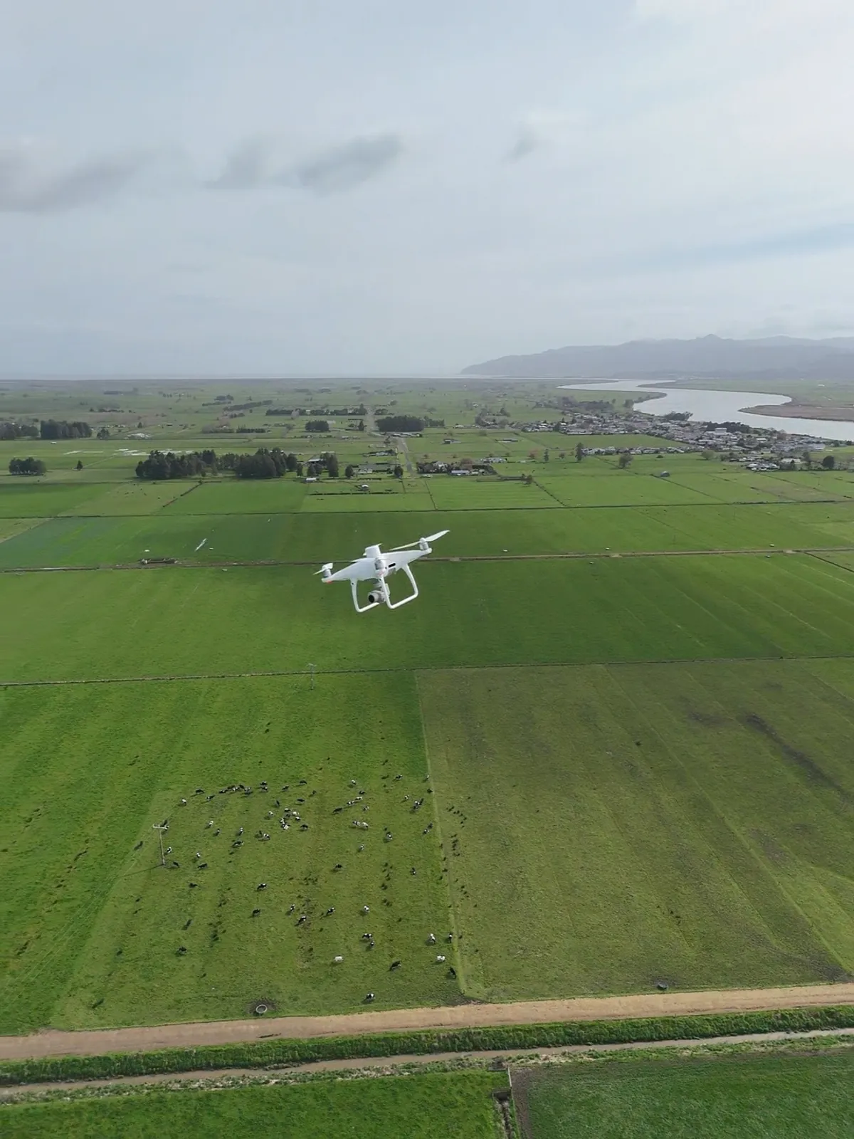 Aerial view of dairy paddocks and raceways